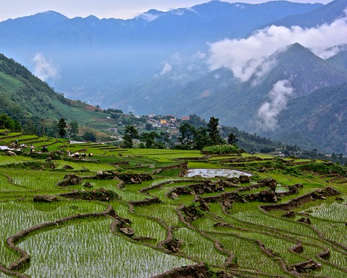 terraces of recently replanted rice in the foreground
