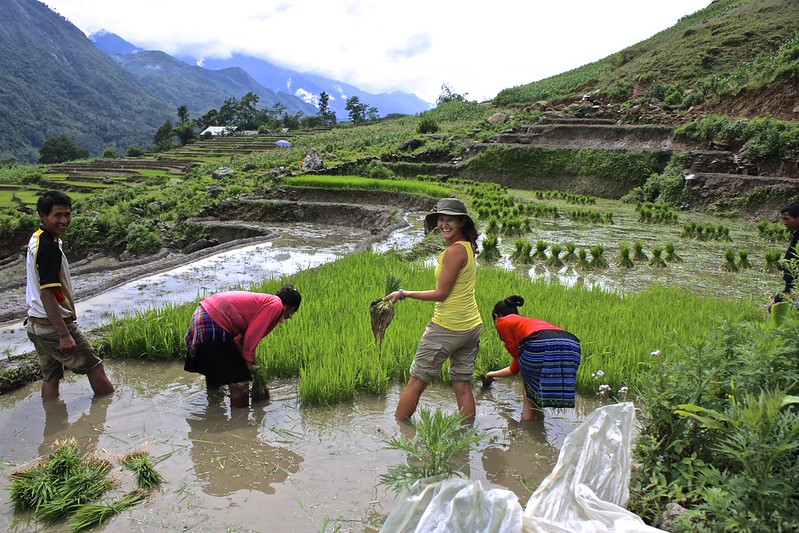 Lina picking rice to be replanted Lina picking rice to be replanted