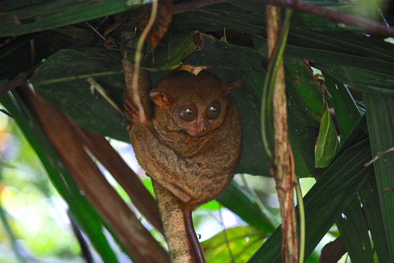 wide-eyed and not-so-bushy-tailed wide-eyed and not-so-bushy-tailed