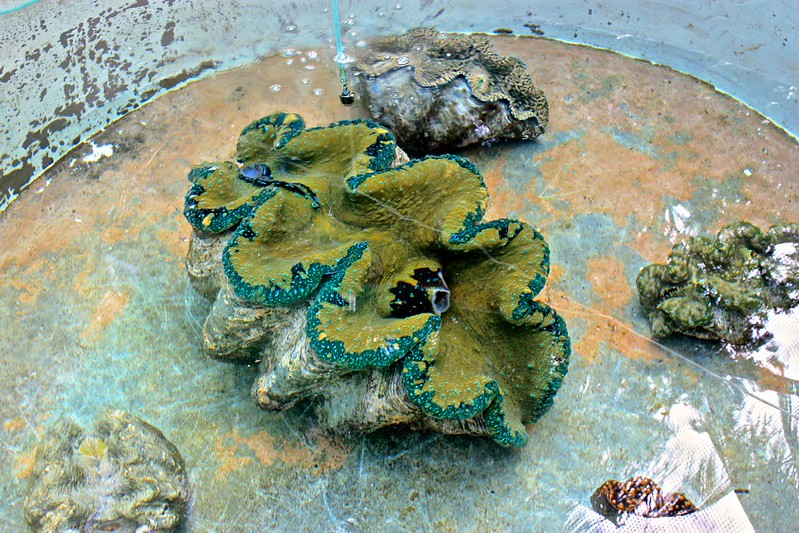 a 1 foot long clam! in the water nearby they were 3-4x that size!