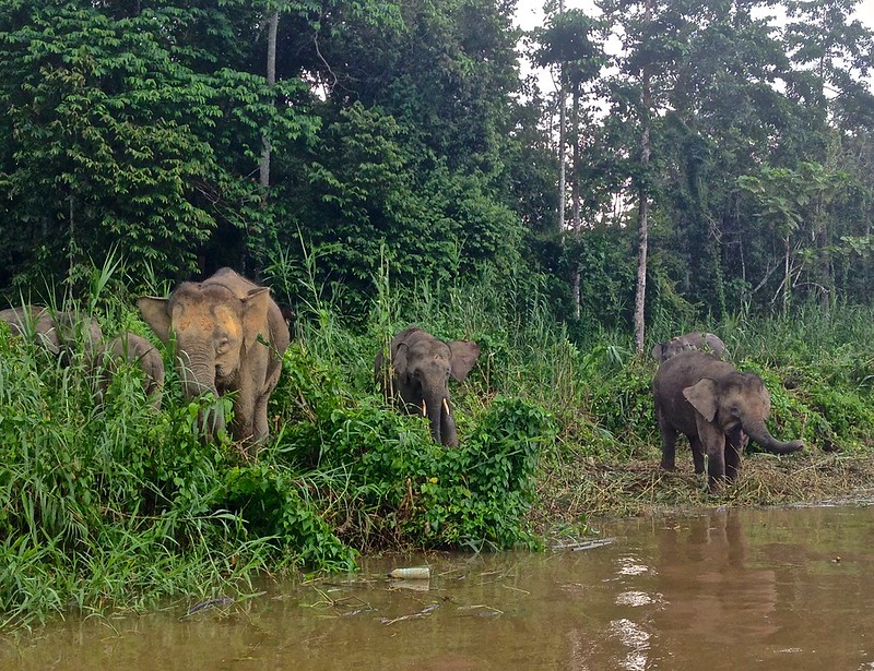 so many elephants! so many elephants!