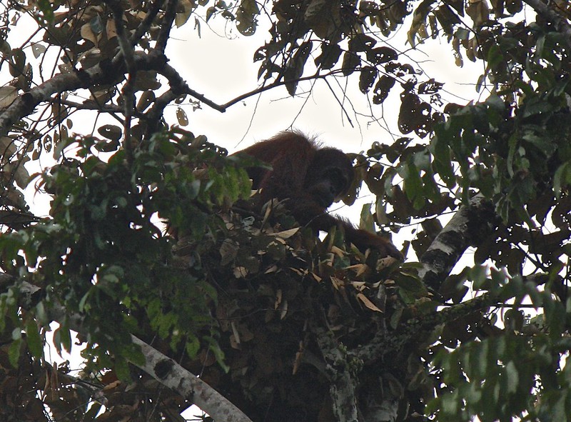 spotted: wild orangutan high up in the tree spotted: wild orangutan high up in the tree