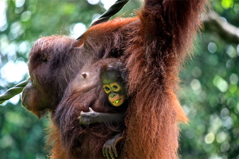looks like the baby orangutan got his fair share looks like the baby orangutan got his fair share