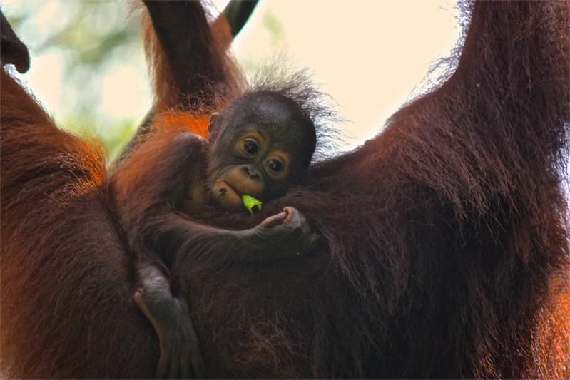 baby orangutan thought: I really am enjoying this snack baby orangutan thought: I really am enjoying this snack
