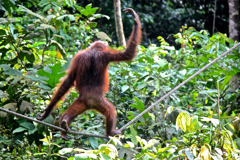 so he escapes in a flash, walking the tight rope so he escapes in a flash, walking the tight rope