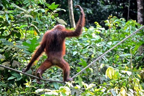 so he escapes in a flash, walking the tight rope