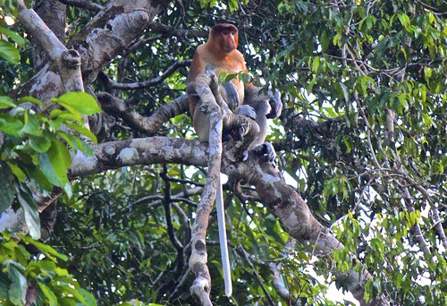 proboscis monkey in a medatative position