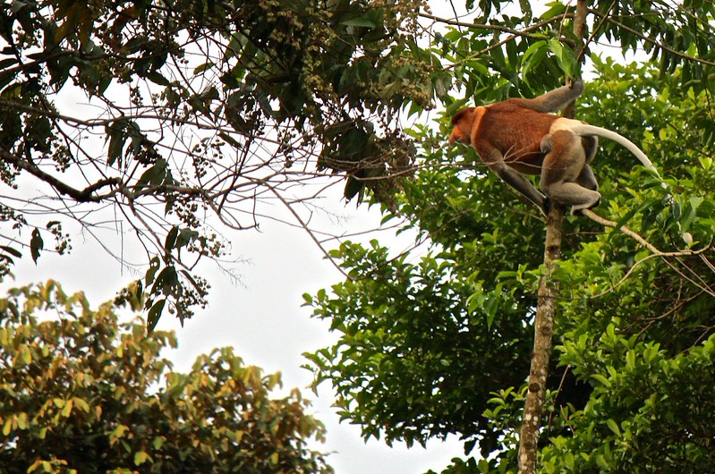 ready… set... ready… set...