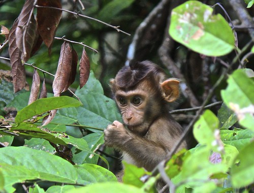 monkey thought: "I am going to rule the world!"