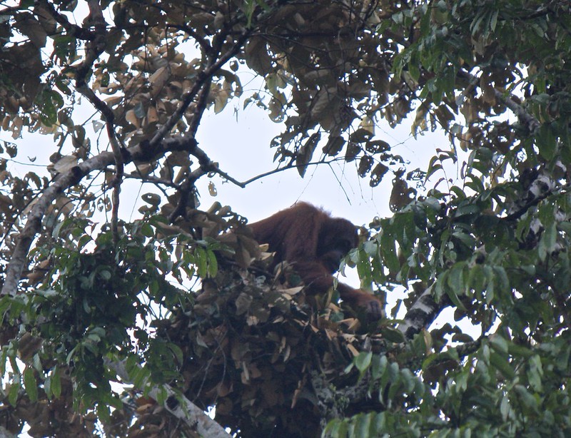 spotted: wild orangutan high up in the tree spotted: wild orangutan high up in the tree