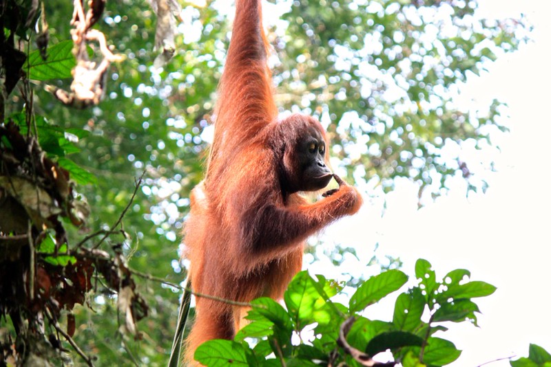 orangutan thought: should I have taken a to go bag? orangutan thought: should I have taken a to go bag?