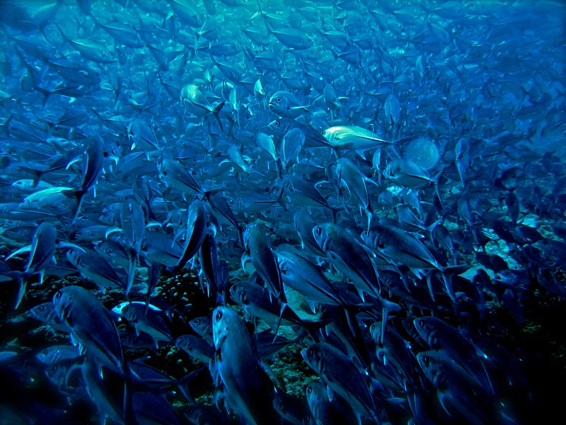 school of jacks school of jacks