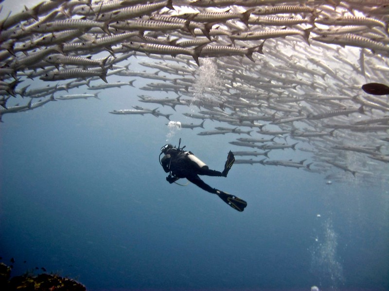 Looking up at a school of barracuda Looking up at a school of barracuda