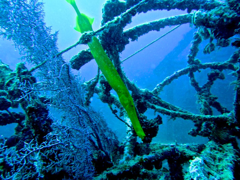 trumpet fish trumpet fish