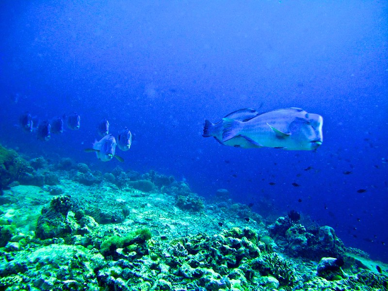 bumphead parot fish in Sipadan bumphead parot fish in Sipadan