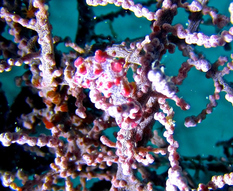 pygmy seahorse! smaller than my pinky finger pygmy seahorse! smaller than my pinky finger