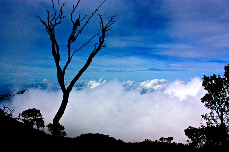 lone tree above the clouds lone tree above the clouds