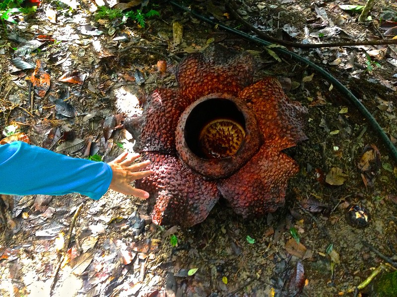 Rafflesia - biggest flower in the world Rafflesia - biggest flower in the world